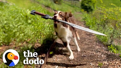 This Dog Is REALLY Obsessed With Sword Fighting With Her Humans | The Dodo