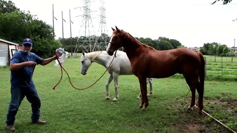 Part Two Working With Chili - Rope Work & Moving Off Pressure (2 of 5)