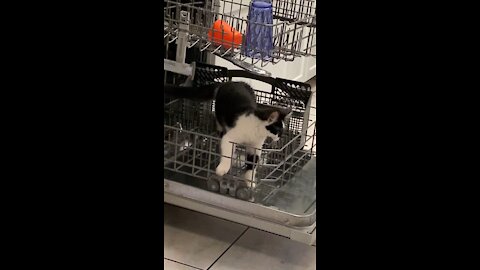 Loki in the dish washer