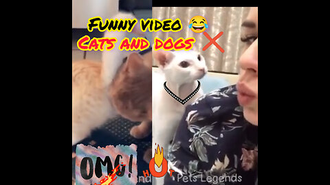 Funny cats and dog video