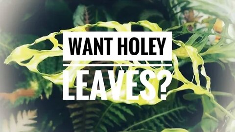 FENESTRATIONS 101. THE SCIENCE BEHIND HOLEY MONSTERA LEAVES | Gardening in Canada 👩‍🔬