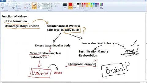 10th Class Bio Osmoregulatory Function of Kidney