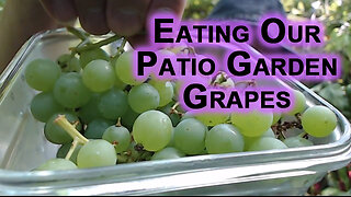 Eating Our Patio Garden Grapes [Food ASMR]