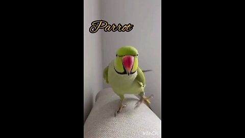 parrot