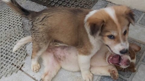 Puppies Playing and Having Fun.