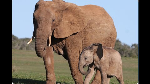 Elephant Rush To The River In A Race -