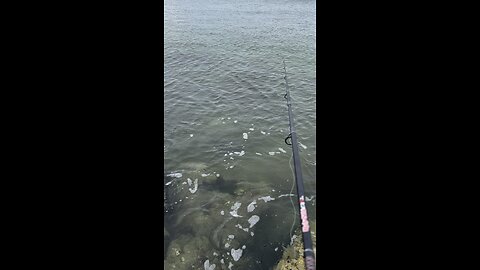 Fishing South Beach Jetty #FIshing #MarcoIsland #SouthBeach #GulfOfMexico #UglyStick #Jetty #4K