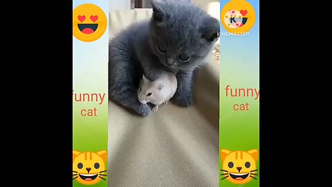 Funny animal videos