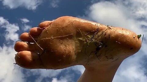 Grounding Day 27 - freshly cut yard and dogs