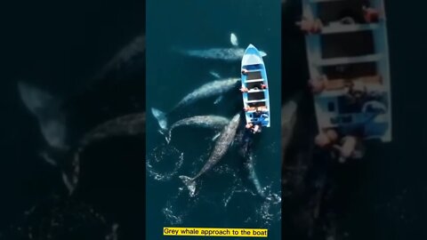 Grey whale approach to the boat Amezing short video 👍