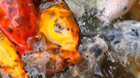 Cool Large Koi Swim And Eat Food In A Japanese Garden Pond