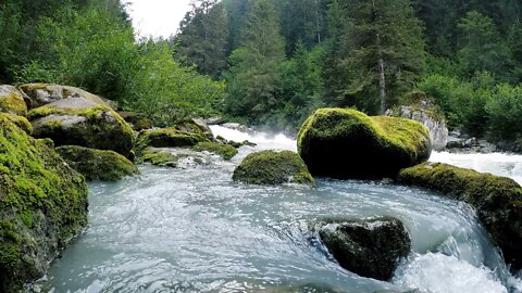 Forest river and birds singing. Sounds of the forest for sleep and relaxation