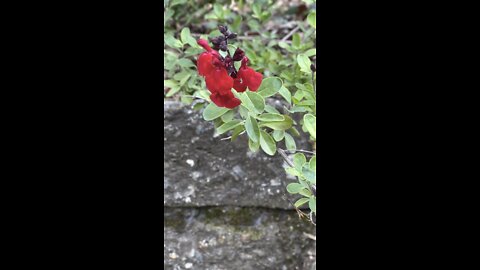 Bleeding Heart Flower