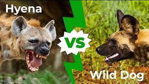 Pitbull Vs Hyena - Hyena Vs Pitbull Comparison- PITDOG - Who Will Win?