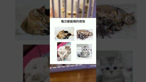 如何在一窝里选出好猫？#萌宠#猫咪#养猫