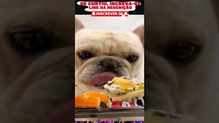 Mega Compilado dos bichinhos mais fofos do mundo! Veja! Parte 03 #pets #fofo