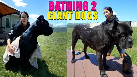 How We Bath 2 Cane Corsos - 260lbs Of Dog!