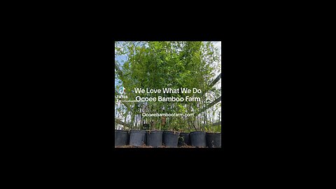 Weaver Bamboo - 15 Gallon & 3 Gallon Bamboo Plants Ocoee Bamboo Farm 407-777-4807