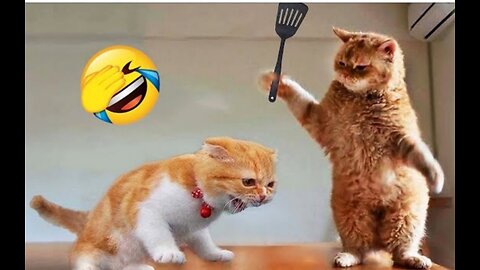 Most funny cat video 😂 ever 🤣 |Must Watch 😜