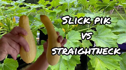 Yellow squash comparison backyard garden homestead farmstead gardening update fabric pots