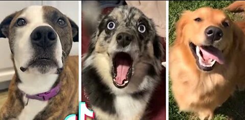 Cutes and funniers Doggos ever 😂 best Dogs Compilation