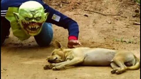 Troll Prank dog Cat & fake Lion and Fake Tiger Prank To dog | Videos Funny 2022 - #6