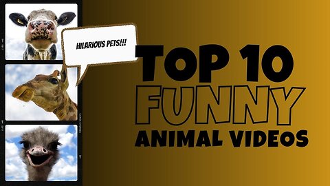 Top 10 Funny Animal Videos