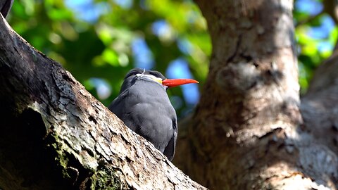 CatTV: Take your Cat to the San Diego Zoo: Inca Tern