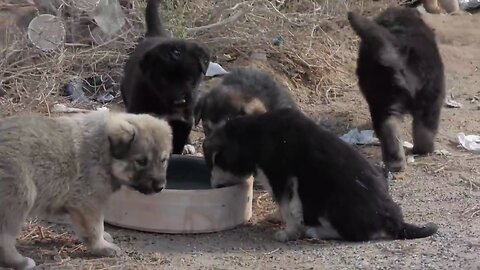 puppy feeding- 2