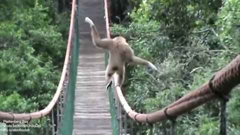 Gibbon walks across a bridge with style