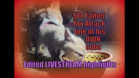 SEE father fox ATTACK one of his own kits (no harm done) & edited LIVESTREAM highlights