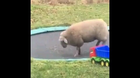 JUMPING GOAT