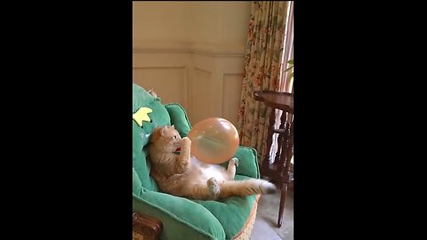 Funny Cat