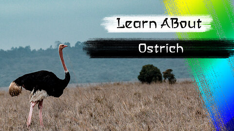 Ostrich One Of The Tallest Animals In The World