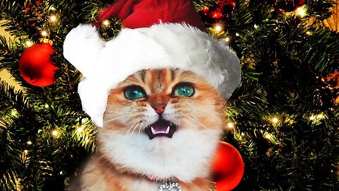 Funny Christmas Cats Sing Deck the Halls