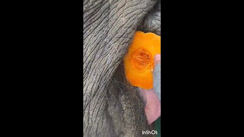 animals eating elephant