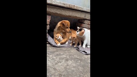 Cute dog 🐕fosters friends kitten 😺😺