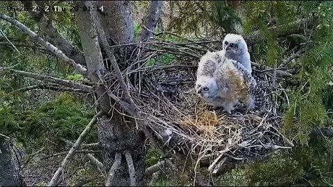 Ellis Farm-Owlet Goes On Defense 🦉 5/26/22 20:00