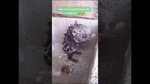 Rato tomando banho - Animais engraçados