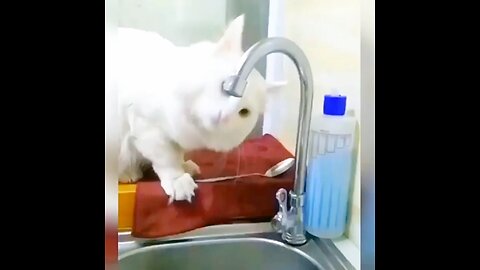 funny cat 🐈