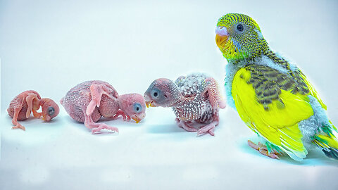 Growing Budgerigar Babies