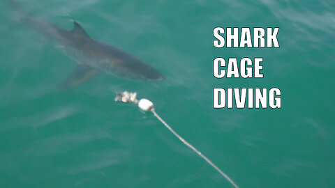 Shark cage diving - Boat ride in Gansbaai 9