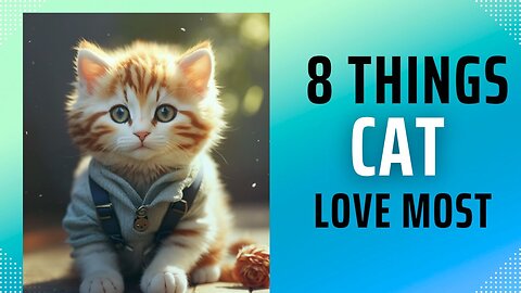 Things Cat Love Most