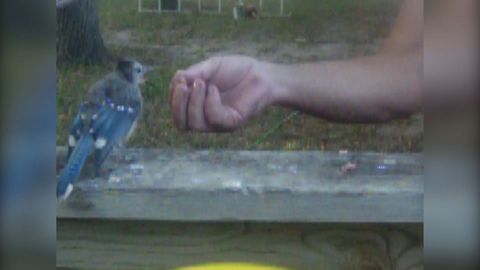 How To Befriend A Blue Jay