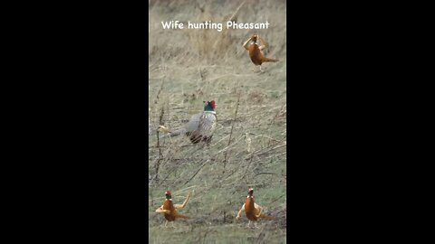 Wife hunting Pheasant