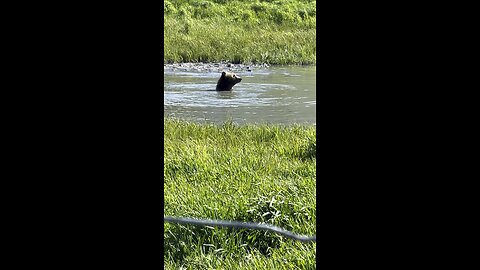 Brown Bear Cooling Off - Alaska Wildlife Conservation Center