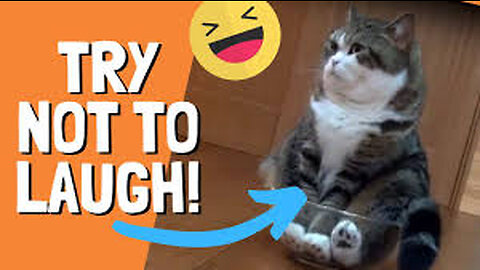 Funny Cat Vines - Short Funny Cats Videos