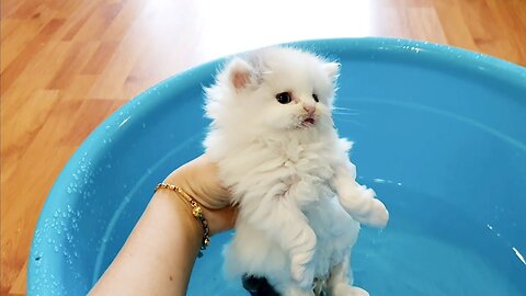 Kitten enjoys first bath!