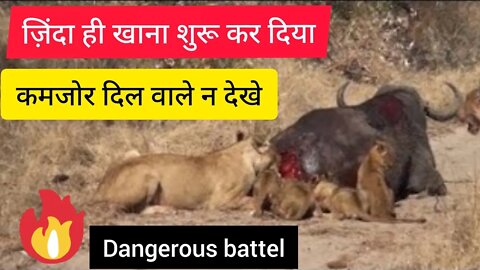 कमजोर दिल वाले ना देखें । lion vs buffalo fight wild life video dangerous animal fight