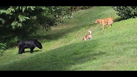 Dogs confront bear before it swipes and sends them fleeing